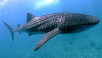 DIVE Philippines - March 2026 TBA
