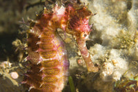RIDE DIVE Philippines & Laos - March 2026 TBA