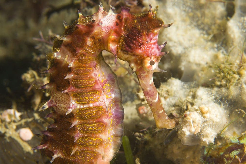 RIDE DIVE Philippines & Laos - March 2026 TBA