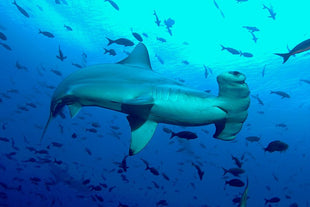RIDE DIVE Galapagos & Peru - November 2026