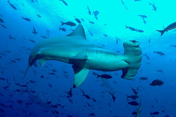 Upcoming RIDE DIVE expeditions