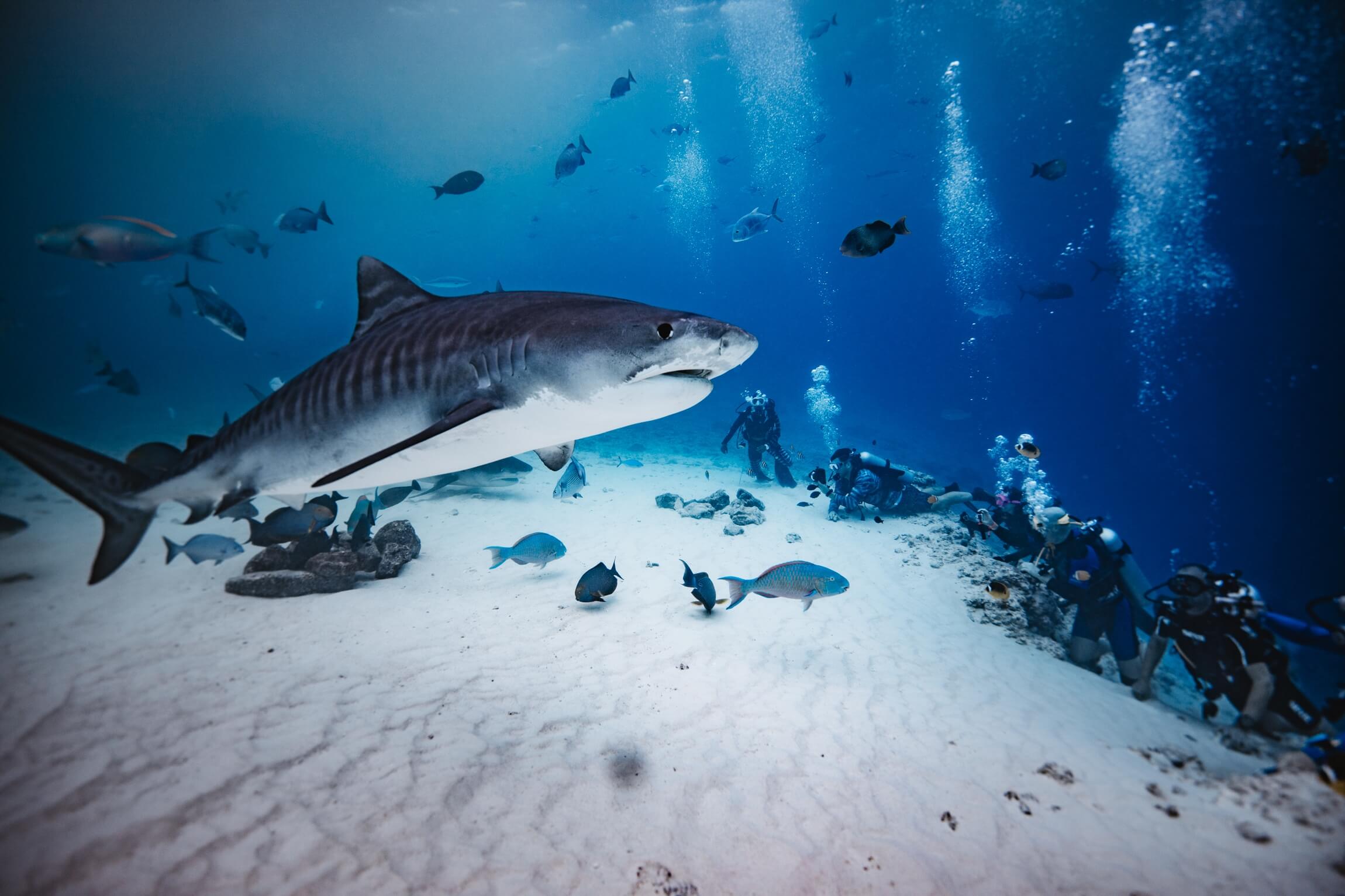 Fuvahmulah-Tiger-Shark-Diving-26_2a670644-c609-4703-8d1d-30cc8b2fdbec