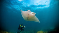 Dive Stradbroke Island, QLD - 19th to 23rd June 2026