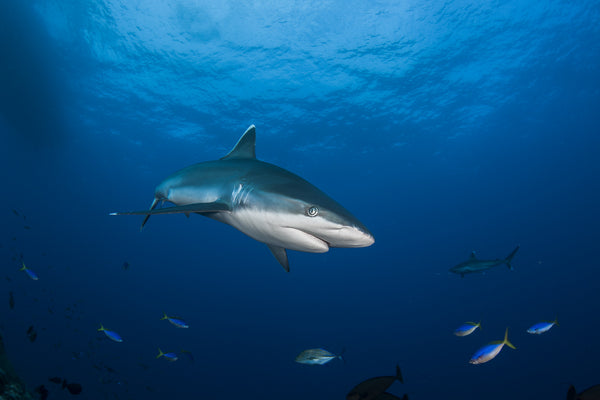 Dive Kimbe Bay, Papua New Guinea - 24th April to 1st May 2026