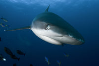 Dive Kimbe Bay, Papua New Guinea - 24th April to 1st May 2026