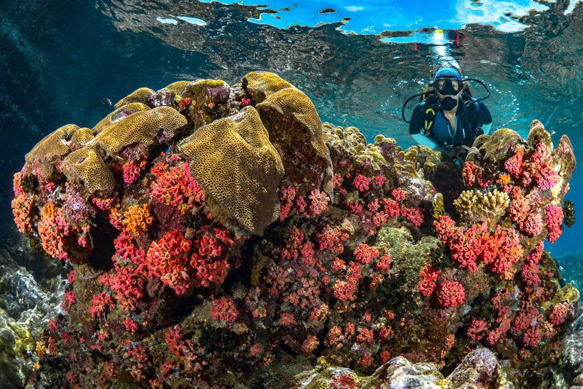 Dive Kimbe Bay, Papua New Guinea - 24th April to 1st May 2026