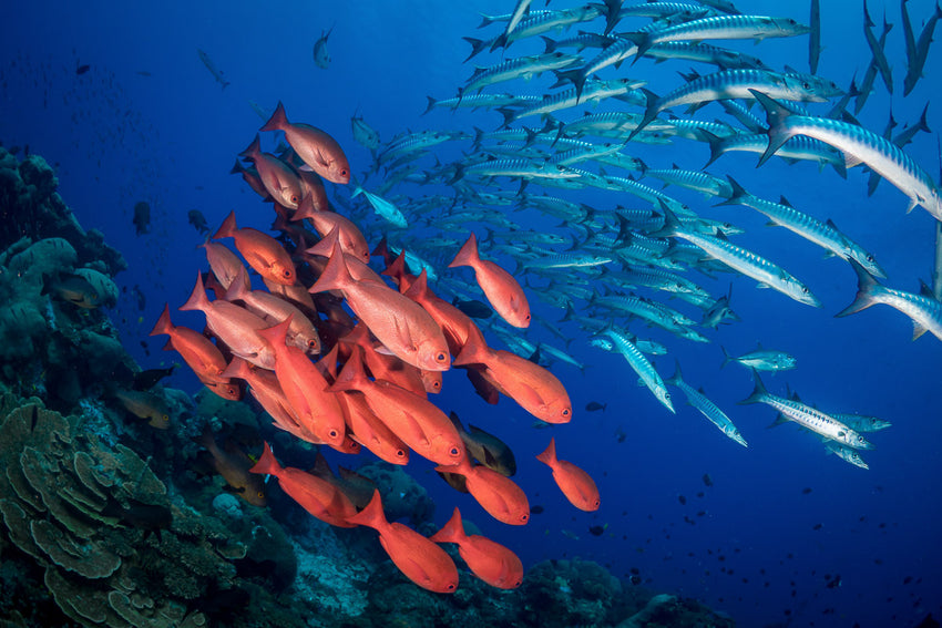 Dive Kimbe Bay, Papua New Guinea - 24th April to 1st May 2026