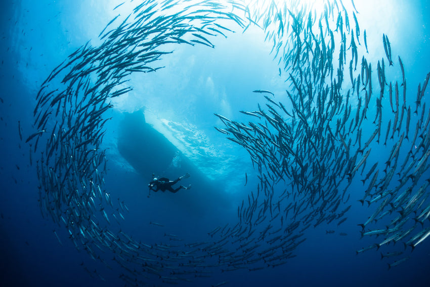 Dive Kimbe Bay, Papua New Guinea - 24th April to 1st May 2026