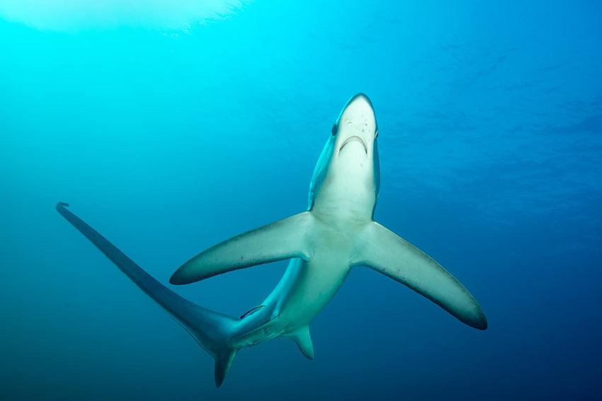 Dive Safari, Malapascua, Philippines - 1st to 12th March 2027