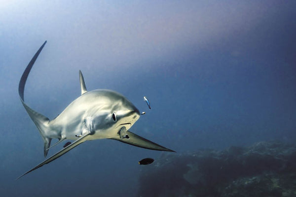 Dive Safari, Malapascua, Philippines - 1st to 12th March 2027