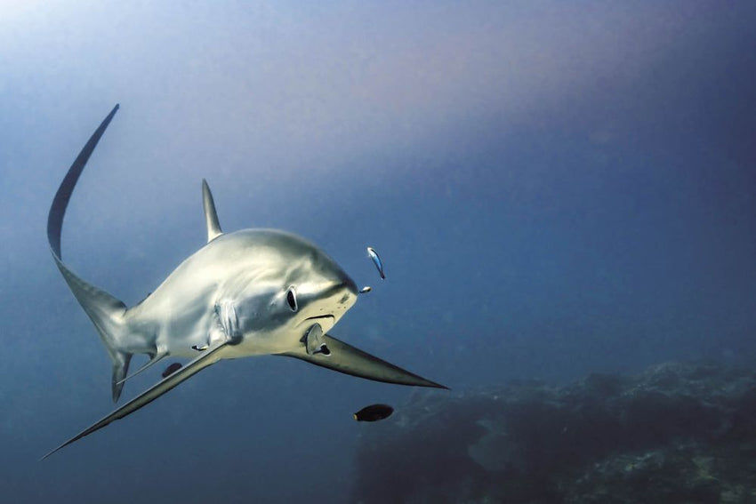 Dive Safari, Malapascua, Philippines - 1st to 12th March 2027