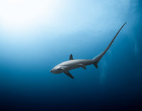 Dive Safari, Malapascua, Philippines - 1st to 12th March 2027