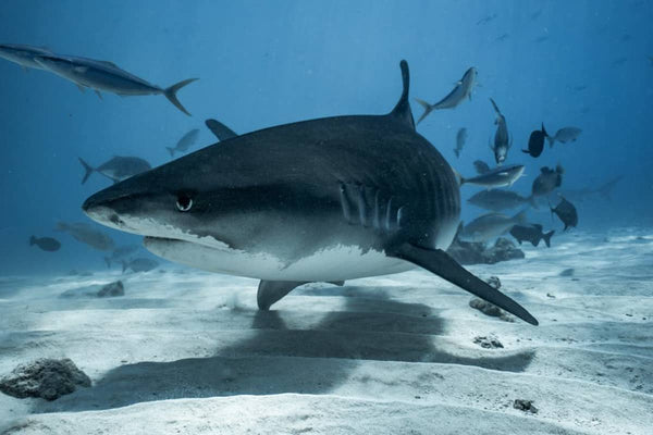 Dive Fuvahmulah & Gan, Maldives - 28th August to 6th September 2026