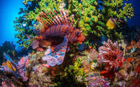 Dive Bali, Menjangen & Tulamben, Indonesia - 6th to 15th July 2026
