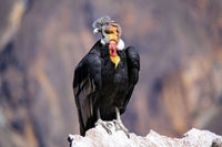 RIDE Peru - 6th to 20th November 2026