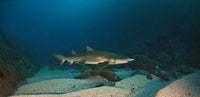 Dive Stradbroke Island, QLD - 19th to 23rd June 2026