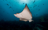 RIDE DIVE Galapagos & Peru - 2nd to 20th November 2026
