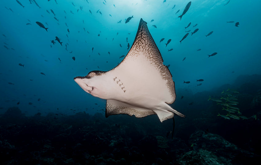 RIDE DIVE Galapagos & Peru - 2nd to 20th November 2026