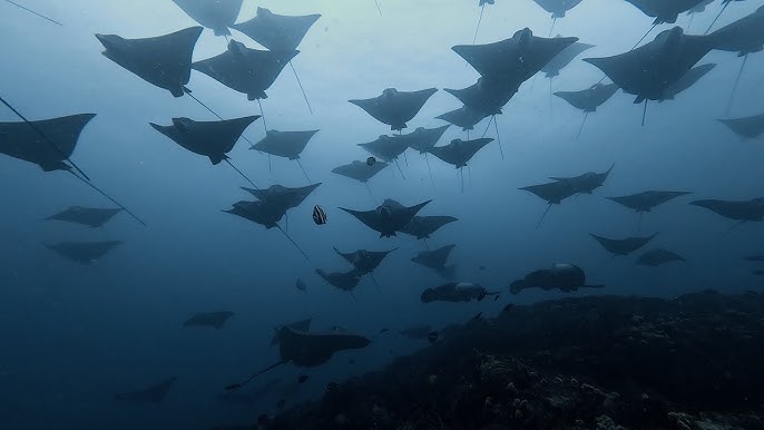 Dive Stradbroke Island, QLD - 19th to 23rd June 2026