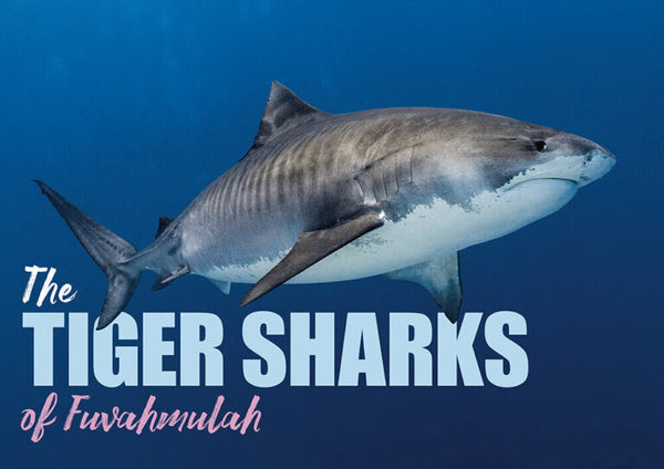 Dive Fuvahmulah & Gan, Maldives - 28th August to 6th September 2026