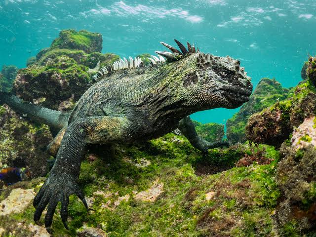 Dive Galapagos Islands & Hike the Inca Trail. - 2nd to 15th June 2027
