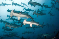 Dive Galapagos Islands & Hike the Inca Trail. - 2nd to 15th June 2027