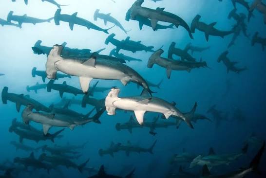 Dive Galapagos Islands & Hike the Inca Trail. - 2nd to 15th June 2027