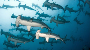 DIVE Galapagos - November 2026 TBA